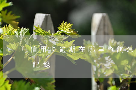 信用卡逾期在哪里查詢(怎么查詢信用卡逾期記錄)