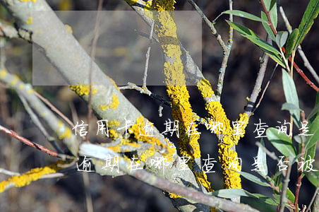 信用卡逾期在哪里查询是否被起诉-信用卡逾期在哪里查询是否被起诉了
