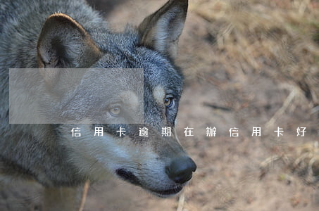 信用卡逾期在辦信用卡好辦不