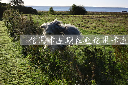 信用卡逾期在逃(信用卡逾期在逃)