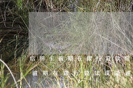 信用卡逾期在銀行貸款還能通過嗎?-信用卡逾期在銀行貸款還能通過嗎安全嗎