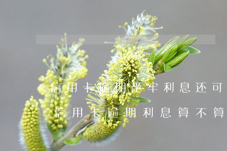 信用卡逾期坐牢利息还可以算吗 吃官司期间信用卡逾期利息算不算