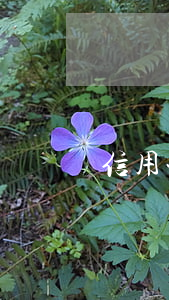 信用卡逾期坐牢后如何還款(欠信用卡入獄后還還嗎)