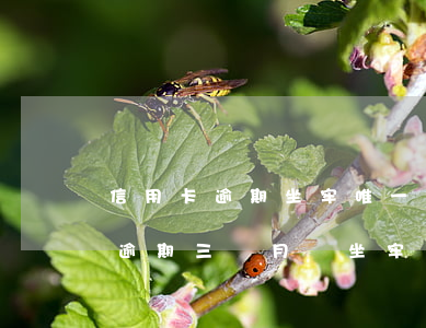 信用卡逾期坐牢唯一住房(信用卡13000,逾期三個月會坐牢嗎?)