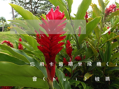 信用卡逾期坐飛機(jī)會(huì)不會(huì)被抓