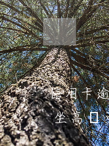 信用卡逾期坐高鐵可以坐動車嗎（信用卡逾期坐高鐵可以）