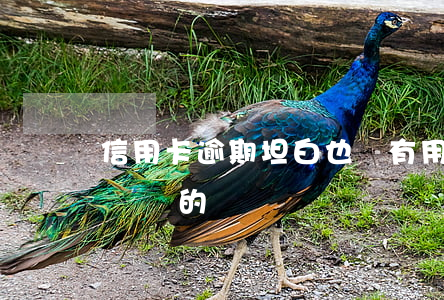 信用卡逾期坦白也沒有用(有沒有信用卡逾期沒還的)