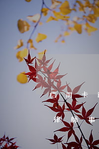 信用卡逾期執(zhí)業(yè)律師-律師事務(wù)所的人打電話說信用卡逾期要起訴