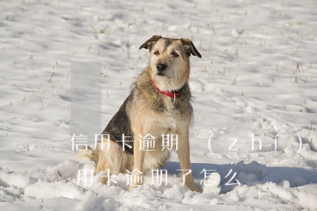 信用卡逾期執(zhí)行局怎么處理(我信用卡逾期了怎么辦)
