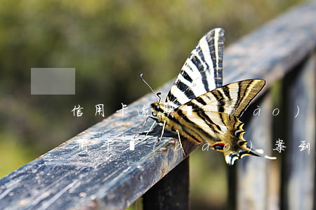 信用卡逾期報(bào)案了幾天抓人(欠信用卡報(bào)案到逮捕要多久)