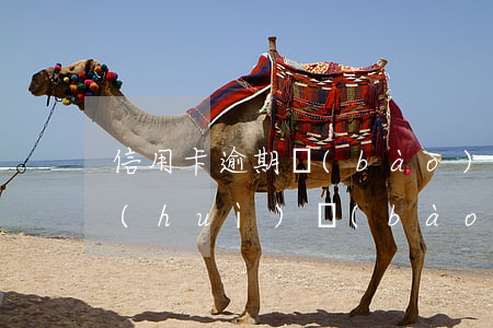 信用卡逾期報(bào)送金融信息(銀行會(huì)報(bào)案信用卡逾期)