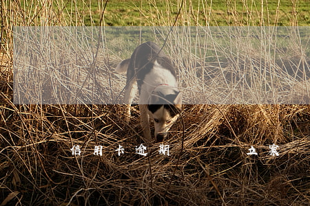 信用卡逾期報經偵立案條件