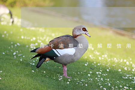 信用卡逾期墊資解壓(信用卡逾期墊資解壓)