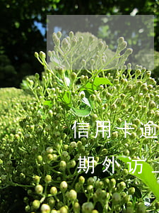 信用卡逾期外访上门一般几个人-信用卡逾期外访上门一般几个人去