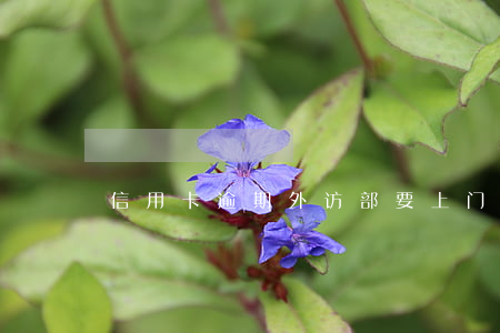 信用卡逾期外访部要上门(信用卡逾期被外访)