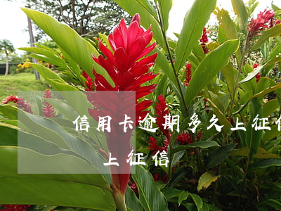 信用卡逾期多久上征信（中信信用卡逾期3天沒上征信）
