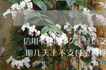 信用卡逾期多久上征信支付宝停用(支付宝逾期几天上不支付宝逾期几天上征信)