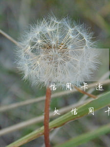 信用卡逾期多久不可以協(xié)商還款(欠信用卡可以申請協(xié)商還款)