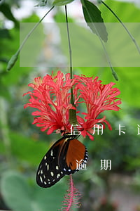 信用卡逾期多久不會(huì)影響(信用卡逾期時(shí)間太長(zhǎng)會(huì)怎么樣)