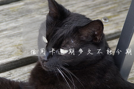 信用卡逾期多久不能分期