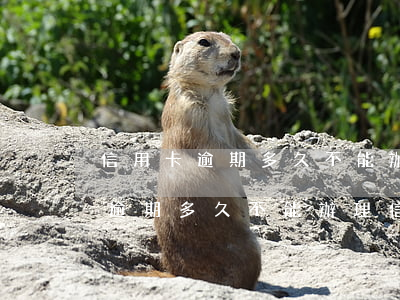 信用卡逾期多久不能辦理信用貸款-信用卡逾期多久不能辦理信用貸款業(yè)務(wù)