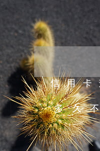 信用卡逾期多久不能還最低額度(信用卡逾期多久不能還最低額度貸款)