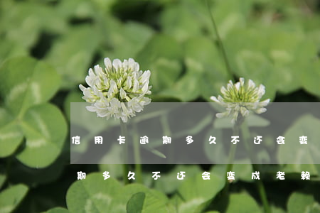 信用卡逾期多久不还会变成老赖-信用卡逾期多久不还会变成老赖呢