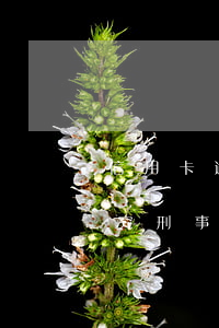 信用卡逾期多久不追究(信用卡逾期多久不追究刑事責(zé)任)