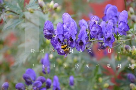 信用卡逾期多久不還會(huì)被凍結(jié)(信用卡逾期多久不還會(huì)被凍結(jié)賬戶)