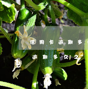 信用卡逾期多久之內(nèi)沒事(信用卡逾期多久之內(nèi)沒事)