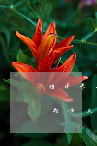 信用卡逾期多久会被失信执行人-信用卡逾期多久会被失信执行人呢