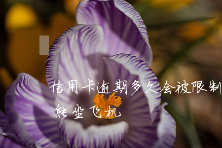 信用卡逾期多久会被限制做飞机(逾期多久不能坐飞机)