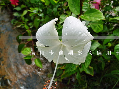 信用卡 逾期多久（信用卡超多久屬于逾期）