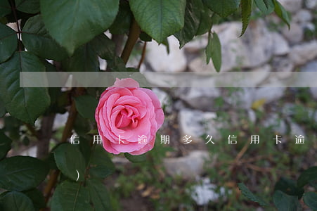 信用卡 逾期多久（信用卡逾期最快恢復(fù)）