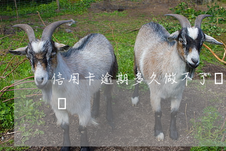 信用卡逾期多久做不了車 征信逾期做不了車嗎