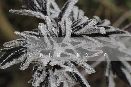 信用卡逾期多久停息掛帳(信用卡逾期停息掛賬)