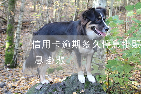 信用卡逾期多久停息掛賬(信用卡逾期如何停息掛賬)
