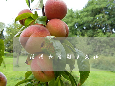 信用卡逾期多久停違約金