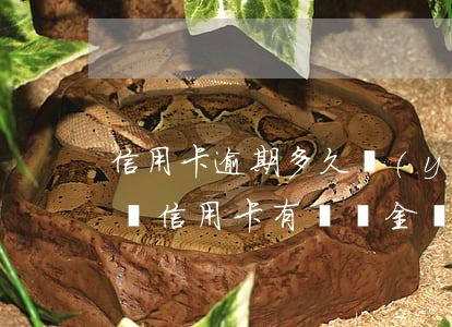信用卡逾期多久優(yōu)先沖本金(提前還信用卡有違約金嗎)