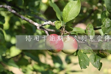 信用卡逾期多久利息会停止(信用卡 逾期利息)