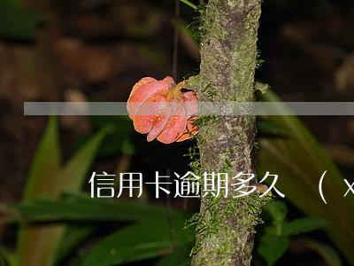 信用卡逾期多久協(xié)商才能成功
