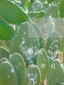 信用卡逾期多久可以分期付款(信用卡逾期多久可以分期付款買房)