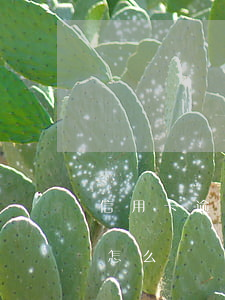 信用卡逾期多久可以加油(信用卡短時間逾期怎么辦)
