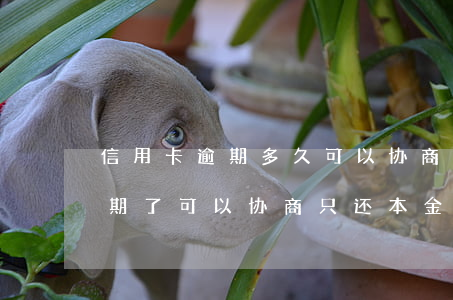 信用卡逾期多久可以协商本金分期 分期乐逾期了可以协商只还本金分期吗?