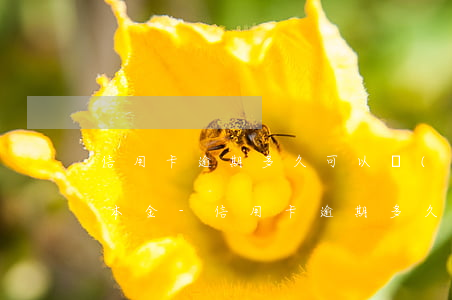 信用卡逾期多久可以協(xié)商分期還本金-信用卡逾期多久可以協(xié)商分期還本金的