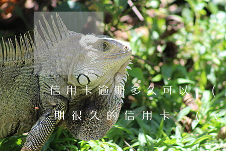 信用卡逾期多久可以協(xié)商招商(逾期很久的信用卡協(xié)商)