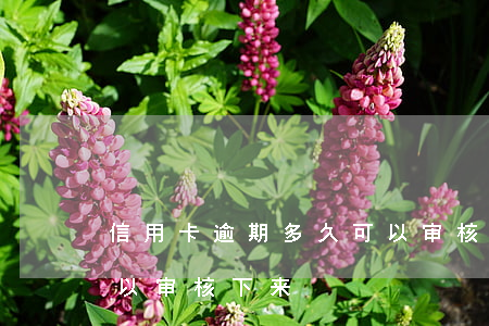 信用卡逾期多久可以审核(信用卡逾期多久可以审核下来)