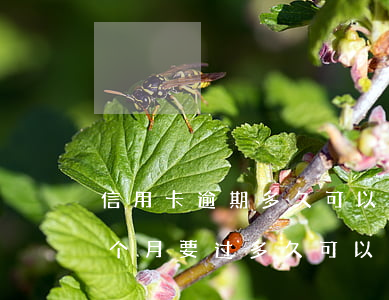 信用卡逾期多久可以提额(中行信用卡逾期2个月要过多久可以提额度)
