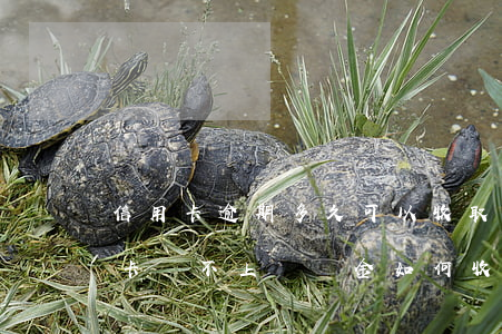 信用卡逾期多久可以收取滯納金(銀行的信用卡還不上滯納金如何收取)