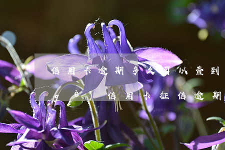 信用卡逾期多久可以查到征信(怎么查哪個(gè)信用卡征信逾期)